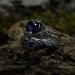 Twilight Majesty: Gothic Sterling Silver Ring with a Regal Sapphire