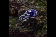 Unique Celtic Knot Silver Ring with Amethyst, Delicate Forest Motif, and Celestial Fairy Design, Twisted Twig and Leaf Engagement Ring