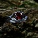 Heart of Shadows: Gothic Sterling Silver Ring with Garnet Gemstone