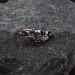 Gothic Ruby Ring with Skull Motif and Bold Design 