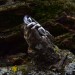 Intricate Twisted Silver Ring with Nature-Inspired Vine Design