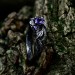Silver Gothic Ring Adorned with Radiant Amethyst