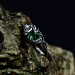 Handcrafted Emerald Ring with Dark Forest Design