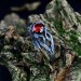 Gothic Ruby Ring with Twisting Vine Design
