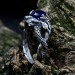 Dragon-Inspired Silver Ring with Blue Sapphire