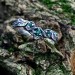 Whispers of the Forest: Sterling Silver Ring with Emerald Accents