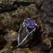 Gothic Silver Ring with a Regal Amethyst – Enchanting Beauty