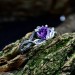 Gothic Amethyst Ring with Enchanted Leaf Motif