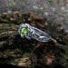 Bloom of Shadows: Gothic Sterling Silver Ring with Olivine Gemstone