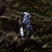 Stars of Midnight: Gothic Sterling Silver Ring with Sapphire Accents