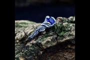 Unique Womens Wedding Ring with Woodland Branch, Elven Sapphire Branch Wedding Ring for Her, Dainty Celtic Floral Ring