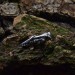 Delicate Gothic Ring with Branch Motif