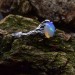 Gothic Moonstone Ring with Enchanted Branch Motif