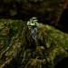 Vine Ring with Peridot – Enchanting Fantasy Jewelry
