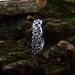 Gothic Silver Ring with Celtic Knot Motif