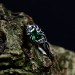 Enchanted Silver Ring with Emerald and Claw Design