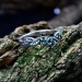 Whispers of the Forest: Sterling Silver Ring with Emerald Accents