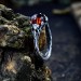 Handcrafted Silver Ring Featuring a Fiery Garnet
