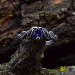 Twilight Vine: Gothic Sterling Silver Ring with Amethyst Gemstone