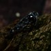 Dark Silver Ring with Black Obsidian Gemstone