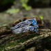 Blue Topaz Symphony: Sterling Silver Ring of Mystical Grace
