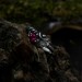 Delicate Gothic Ring with Ruby and Leaf Design