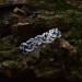 Gothic Silver Ring with Celtic Knot Motif