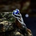 Gothic Silver Ring with Sapphire and Twisting Vines
