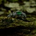 Dragon Scale Gothic Ring with Enchanted Emerald