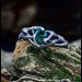 Elegant Silver Ring with Mystical Emerald Gemstone