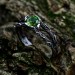 Emerald Flame: Gothic Peridot Ring of Strength