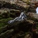 Woven Eternity: Gothic Sterling Silver Ring with Celtic Knotwork