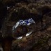 Elegant Gothic Ring with Triple Sapphire Design