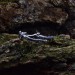 Delicate Gothic Ring with Branch Motif