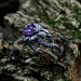Embrace of Power: Sterling Silver Dragon Ring with Amethyst Gemstone
