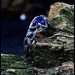 Twilight Crown: Gothic Sterling Silver Ring with Sapphire Gemstone