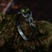 Forest's Embrace: Gothic Sterling Silver Ring with an Enchanted Olivine