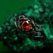 Threads of Fire: Gothic Garnet Ring