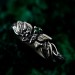 Unique Butterfly Engagement Ring – Nature-Inspired Design with Emerald, Twig Engagement Ring in Sterling Silver