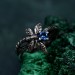 Fluttering Butterfly Gem Ring with Sapphire and Silver Design
