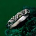 Peridot Engagement Ring with Celtic Wood Texture