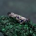 Wedding Ring Forest Branch – Wooden Harmony Wedding Band, Branch of Love, Nature-Inspired Forest Wedding Ring