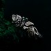 Unique Butterfly Engagement Ring – Nature-Inspired Design with Emerald, Twig Engagement Ring in Sterling Silver