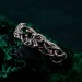Emerald Oak Leaf Silver Ring